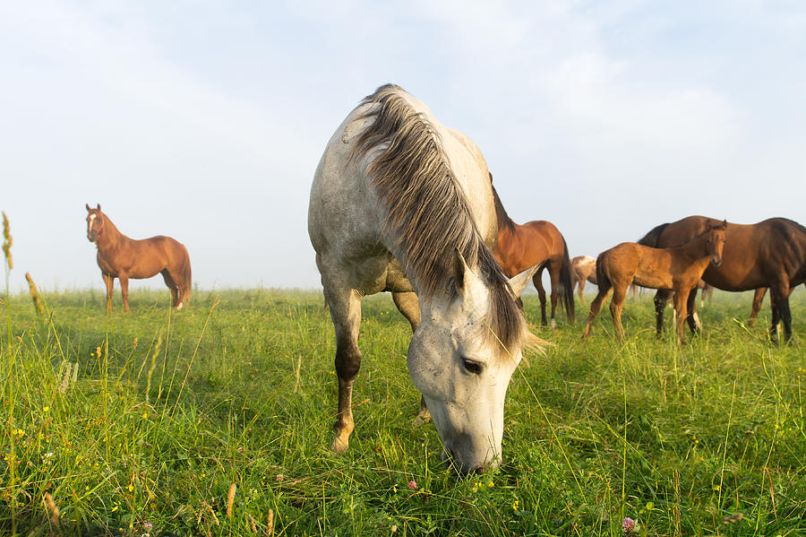 Horse Grazing Photograph by Simplycreativephotography