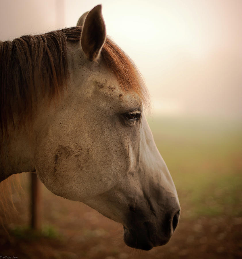 Horse Head Profile Photograph by Tru View Photography