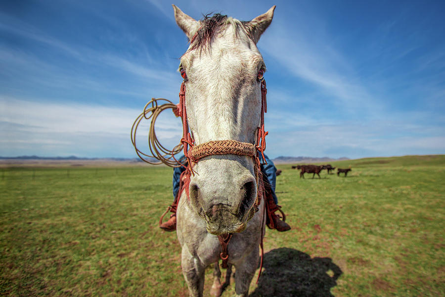Horse Head Photograph by Todd Klassy