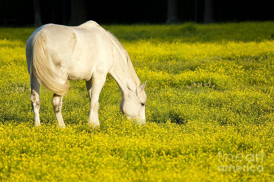 Horse In A Field Of Flowers Photograph