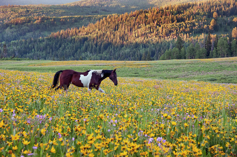 Horse In A Field Of Wildflowers. Uinta Photograph by Mint Images - David Schultz