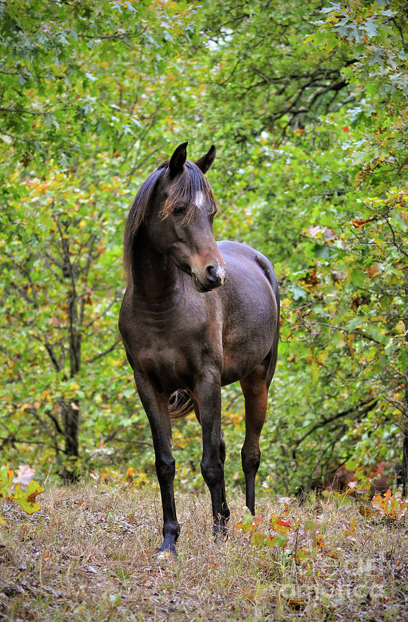 Horse in Autumn Light Photograph by Sari ONeal
