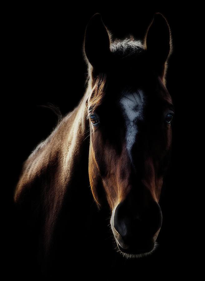 Horse In Backlight Photograph by Ryan Courson Photography