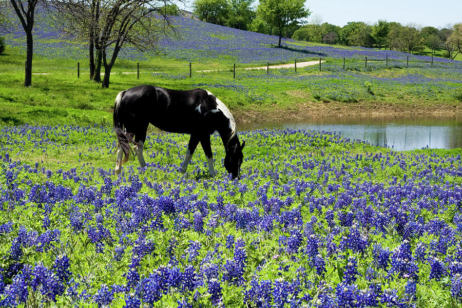 Horse In Bluebonnet Meadow Photograph by Hartcreations