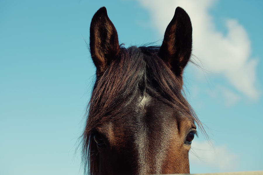 Horse in Color Photograph by Erin Johnson - Fine Art America