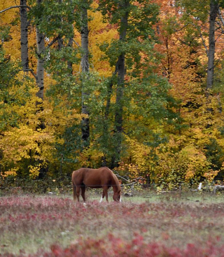Horse in Fall Photograph by Hella Buchheim