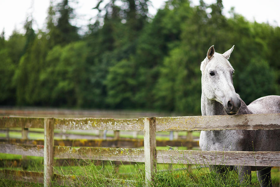 Horse In Field Looking Over Fence Photograph by Thomas Northcut