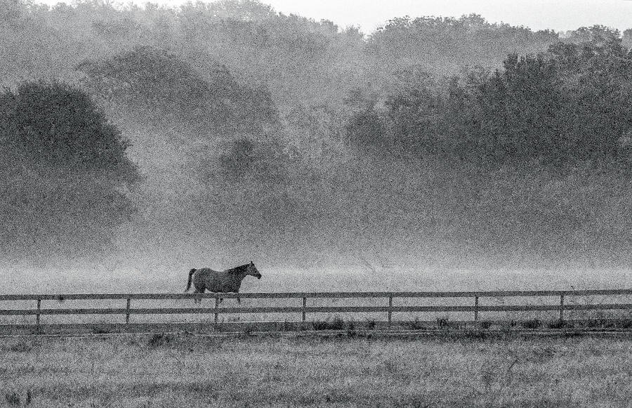 Horse in Fog Photograph by James C Richardson