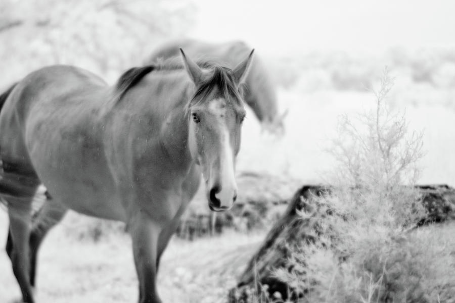 Horse In Infrared Photograph