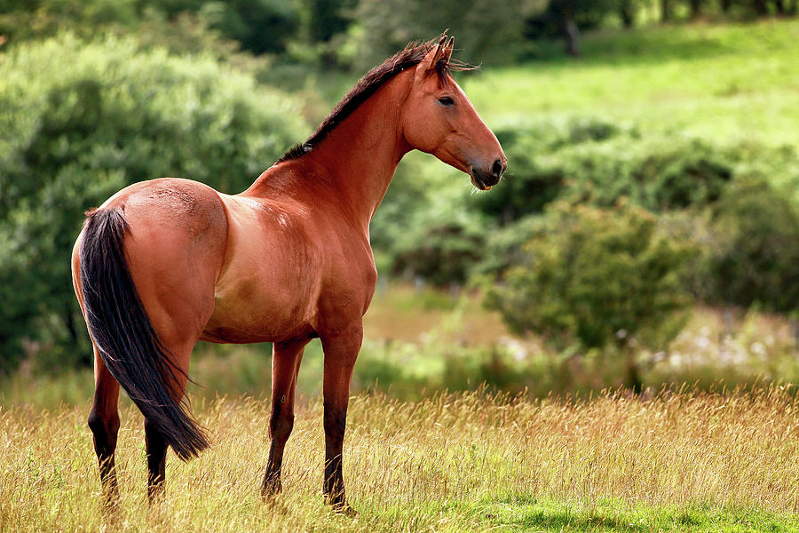 Horse in meadow Photograph by Grant Glendinning