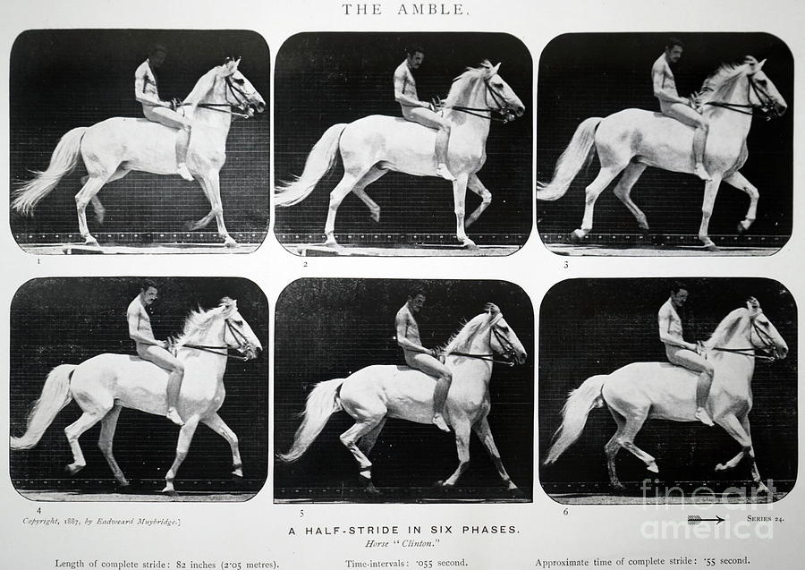 History　Motion　Library　by　Archive/science　Universal　Photo　Horse　In