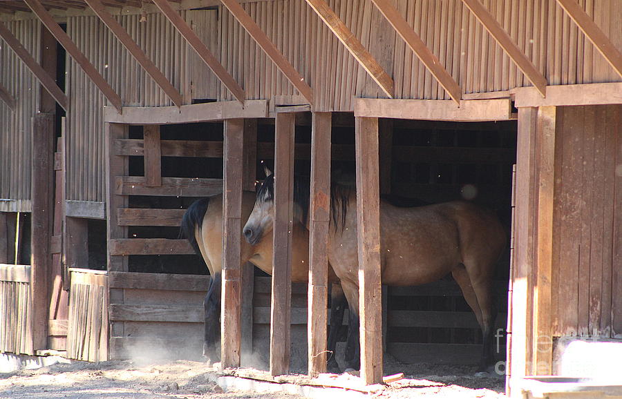 Horse in old Stable at Historic Fort Stanton New Mexico Photograph by Colleen Cornelius