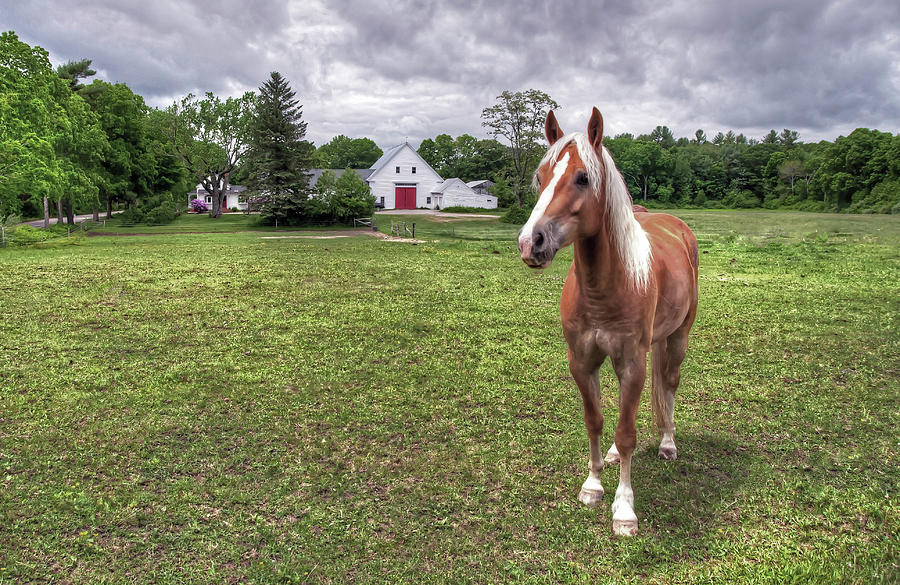 Horse in Pasture by Wayne Marshall Chase Horse in Pasture by Wayne Marshall Chase