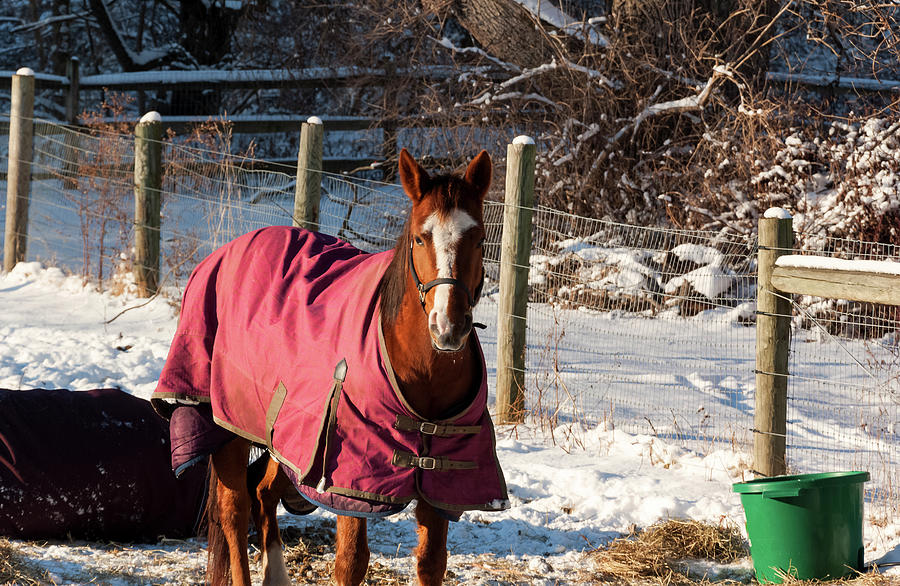 Horse Photograph - Horse In Snow Covered Pasture by Anthony Paladino