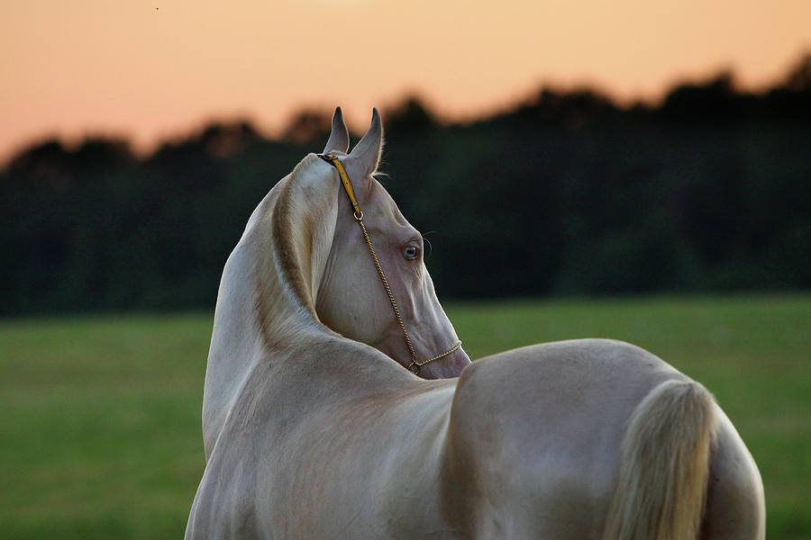 Horse In Sunset Photograph by Photographs By Maria Itina