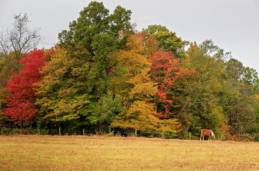 Horse in the Fall Photograph by Deborah Penland