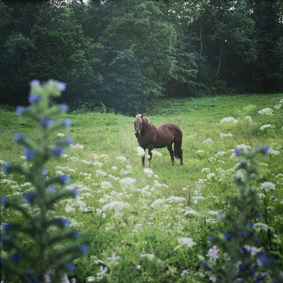 Horse In The Meadow Photograph by Pijus Vycas  Www.fotoinjekcija.lt