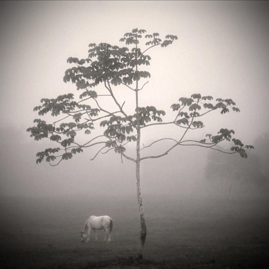 Horse In The Mist Photograph by James Gritz