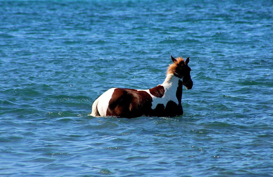 Horse In The Ocean Digital Art by Grant Studios