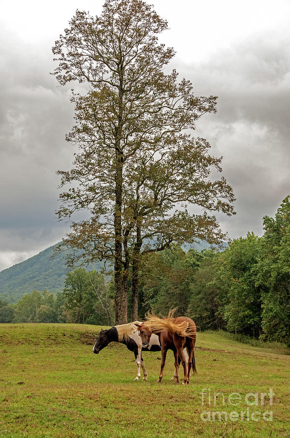 Horse In The Pasture Photograph