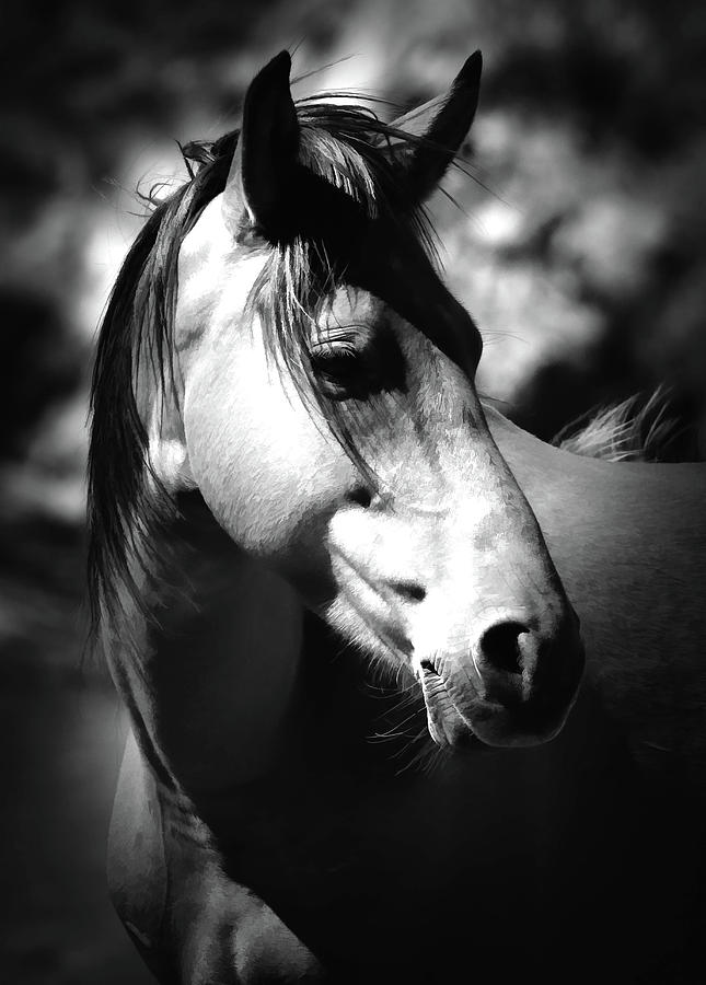 Horse In The Shadows Photograph