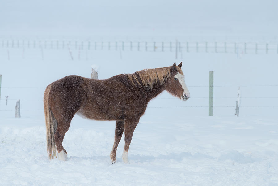 Winter Digital Art - Horse In The Snow, Wy by Heeb Photos