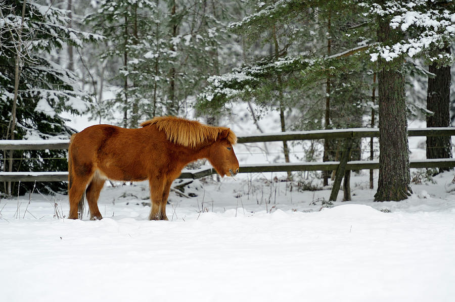 Horse In Winter Landscape Photograph by Photomick