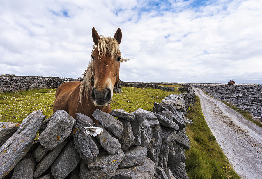 Horse, Inisheer, Galway, Ireland Digital Art by Beniamino Pisati