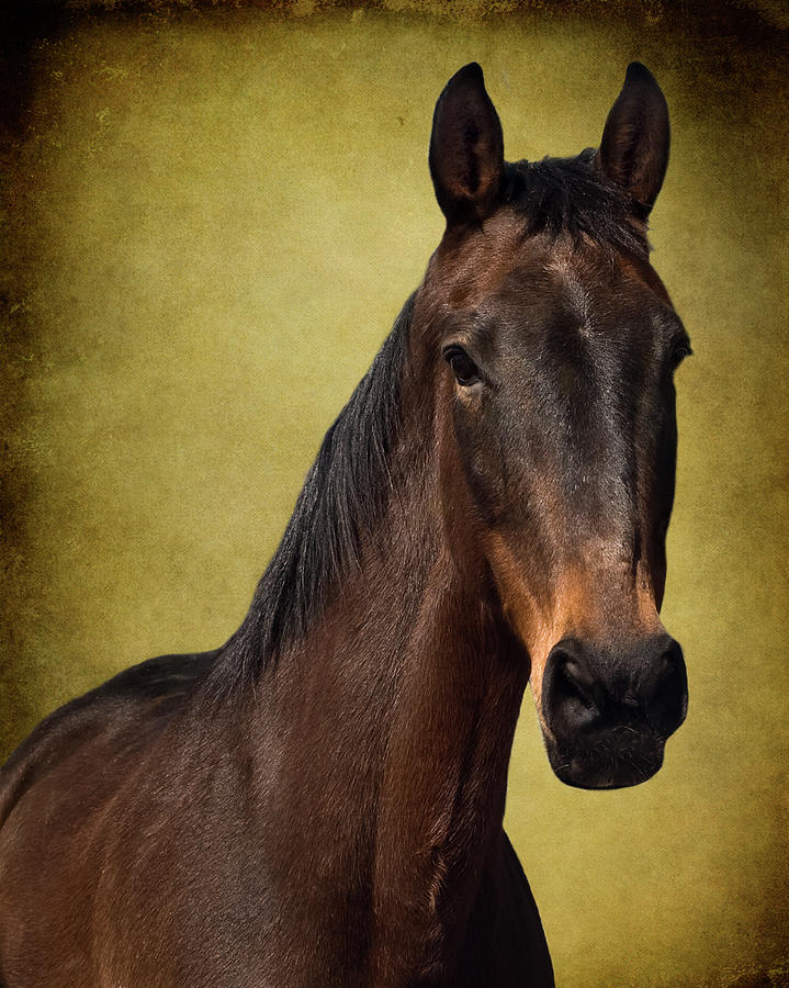 Horse Photograph by Jody Trappe Photography