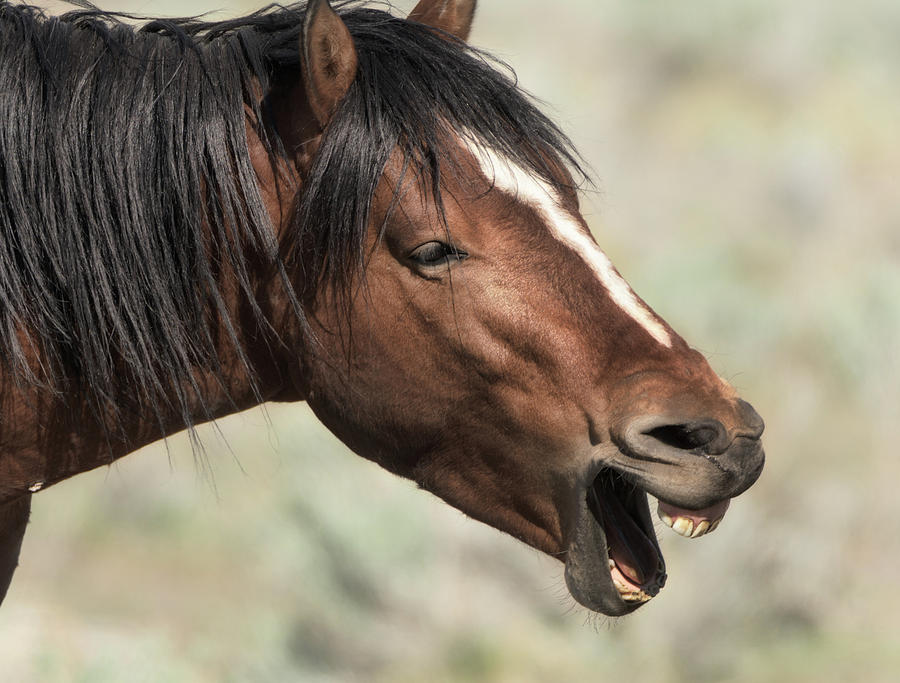 Wild Photograph - Horse Laugh by Dennis Bolton Wild Photograph - Horse Laugh by Dennis Bolton