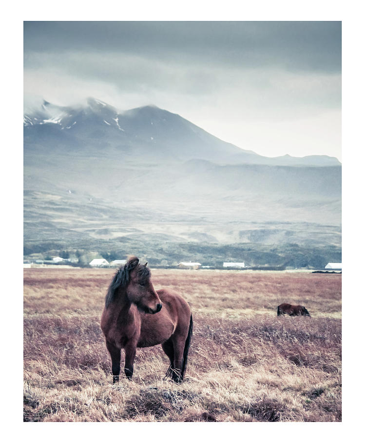 Horse Lise Ulrich Fine Art Photography 