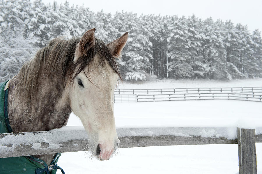 Horse Looking Over Fence During Snow Photograph by © Brigitte Smith