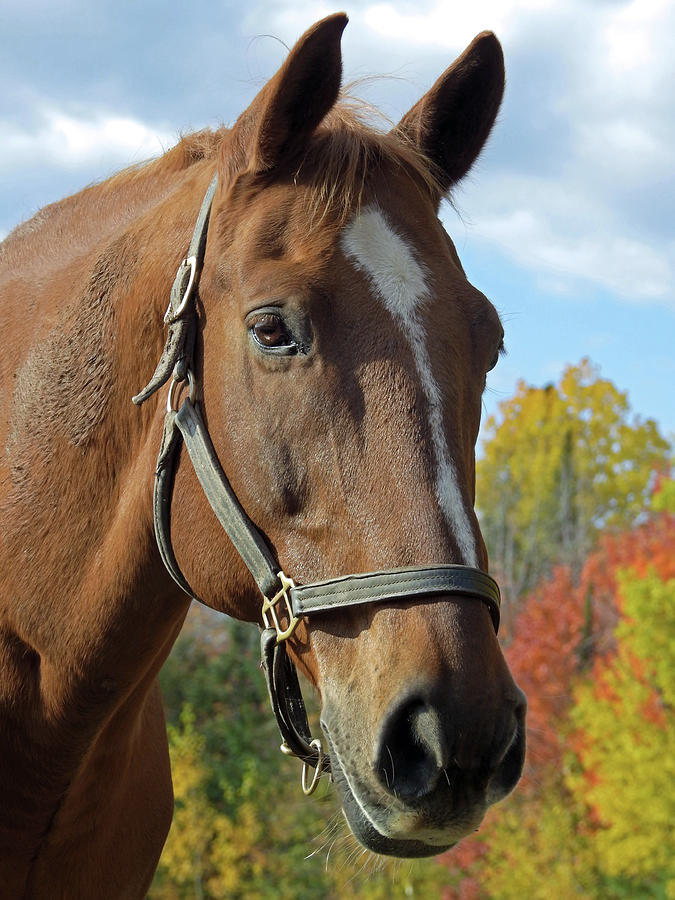 Horse Photograph by Magalie St-Hilaire Poulin - Pixels