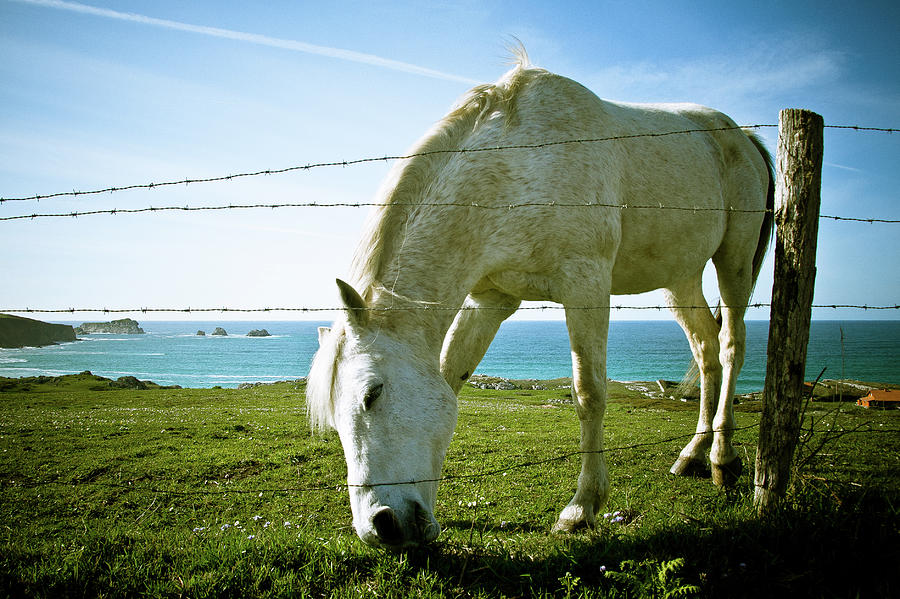 Horse Photograph by Mario Revuelta