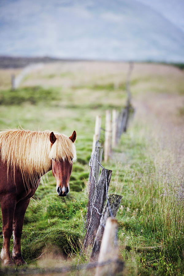 Horse Photograph by Markus Renner