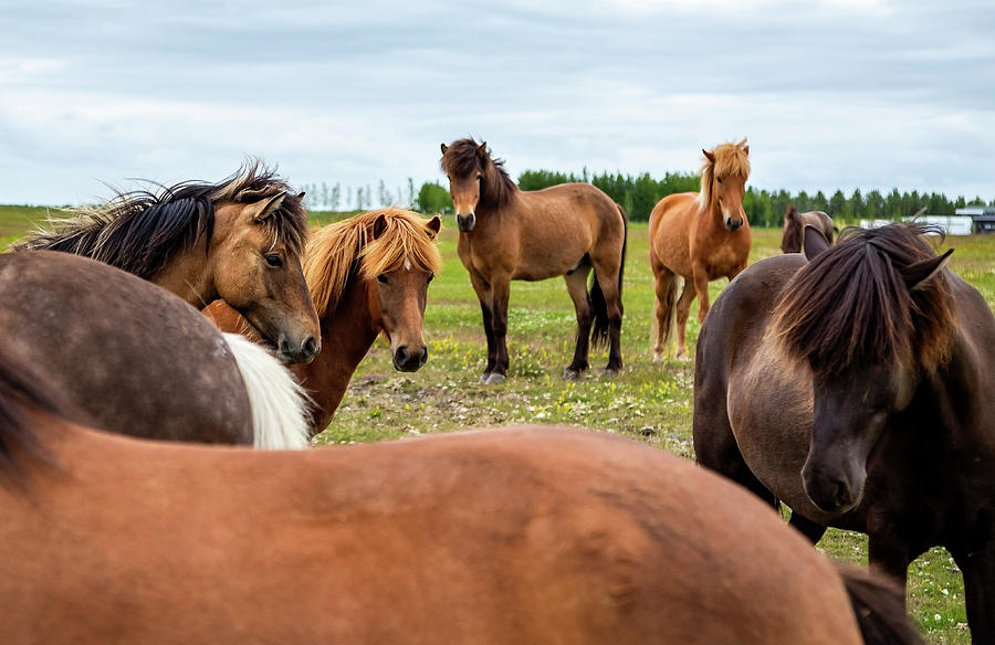 Horse meeting Photograph by Mercedes Noriega - Fine Art America