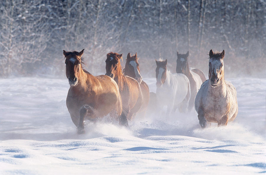 Horse, Methow Valley, Washington, Usa by Art Wolfe