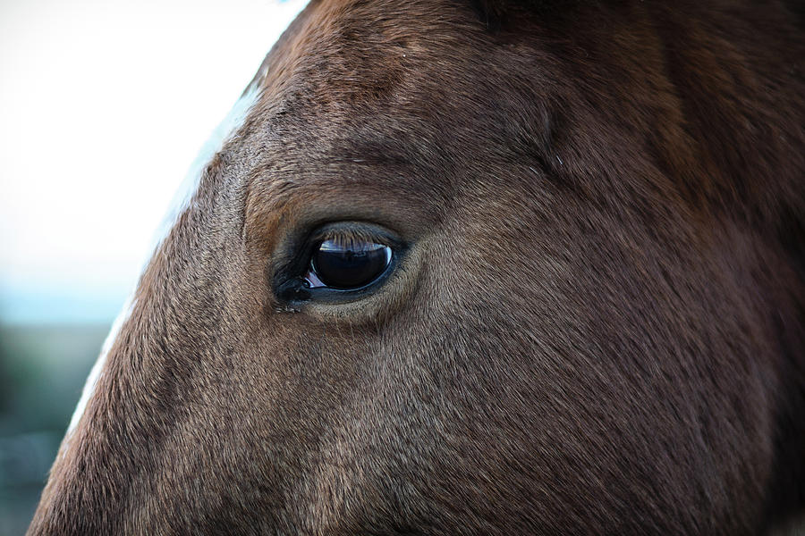 Horse Photograph by Monica Etcheverry
