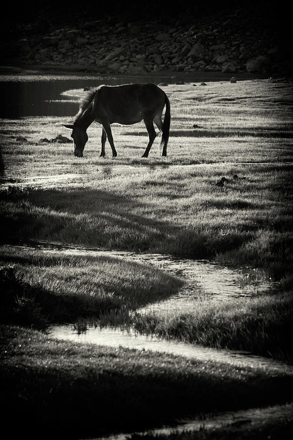 Horse Photograph by Muratseyit