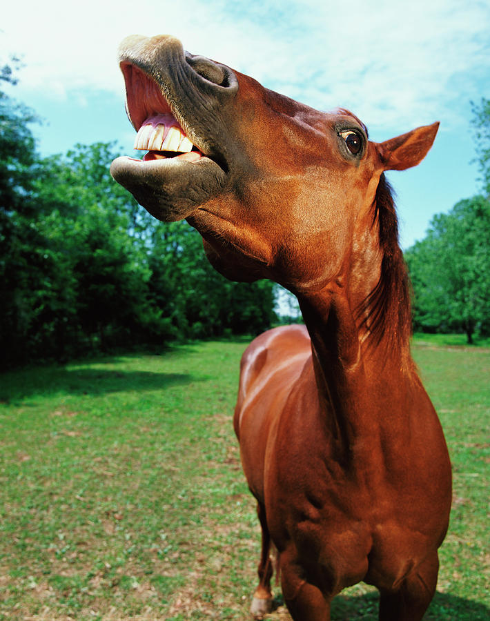 Horse Neighing Photograph by Digital Vision.