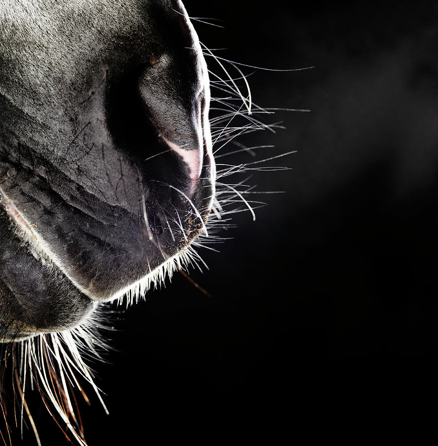 Horse Nose And Mouth Photograph by Henrik Sorensen