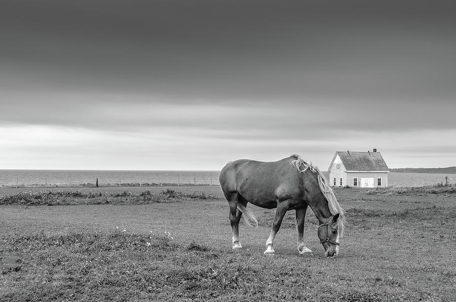 Horse of Prince Edward Island Photograph by Douglas Wielfaert
