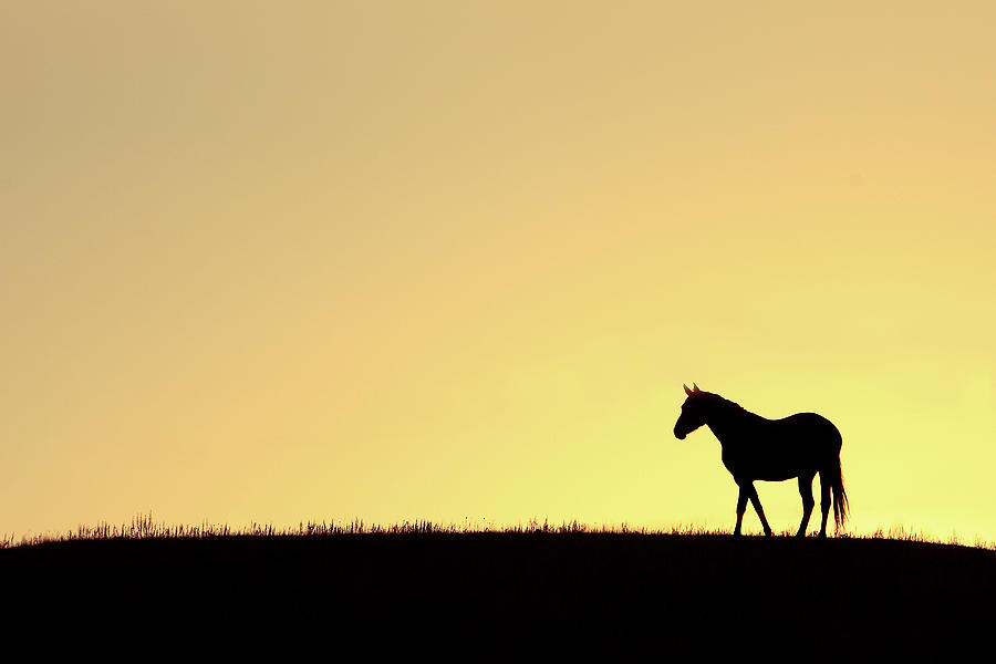 Horse Photograph - Horse on a Hilltop by Todd Klassy