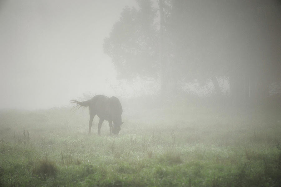 Horse on a Misty Summer Morn Photograph by Mary Lee Dereske