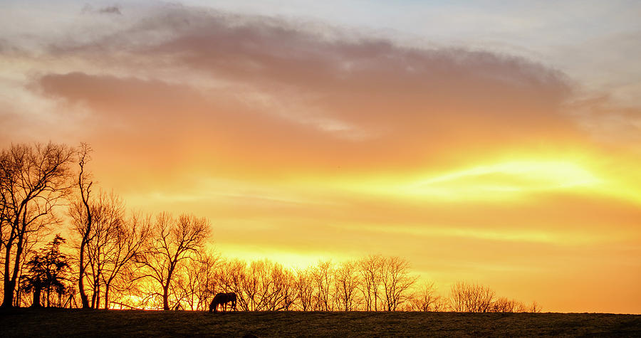 Horse on a pasture in Kentucky at sunset Photograph by Alexey Stiop