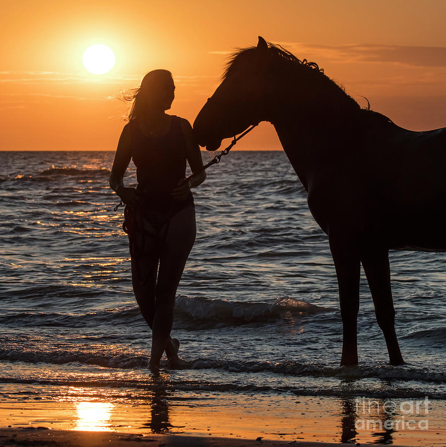 Horse on the Beach Photograph by Arterra Picture Library