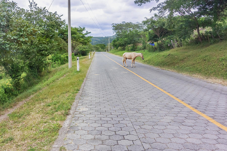 Horse on the brick road in countryside of Nicaragua. Photograph by Marek Poplawski