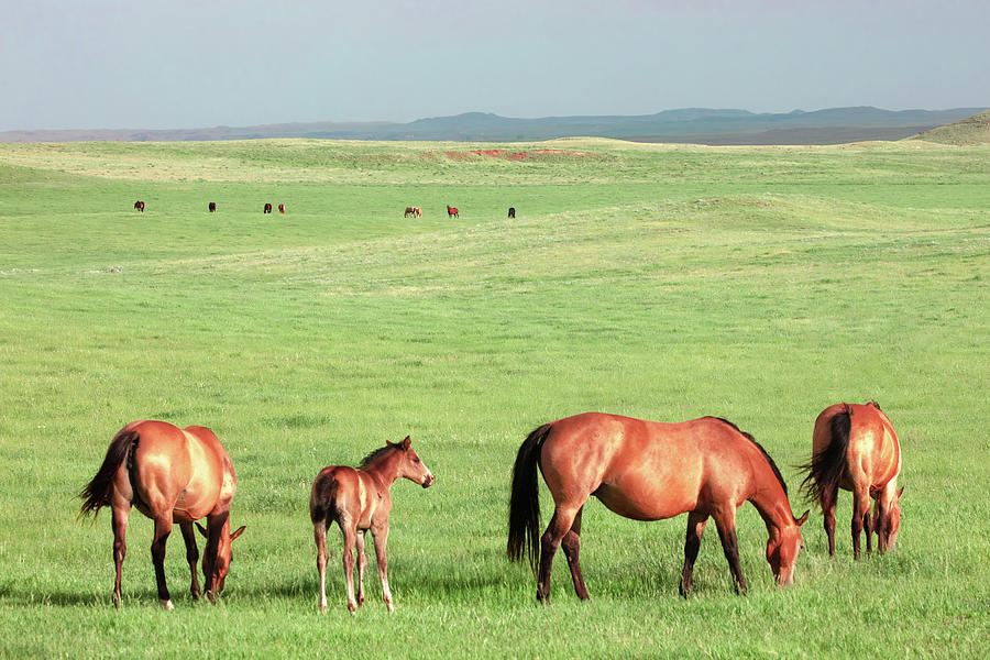 Horse Pasture Photograph by Todd Klassy