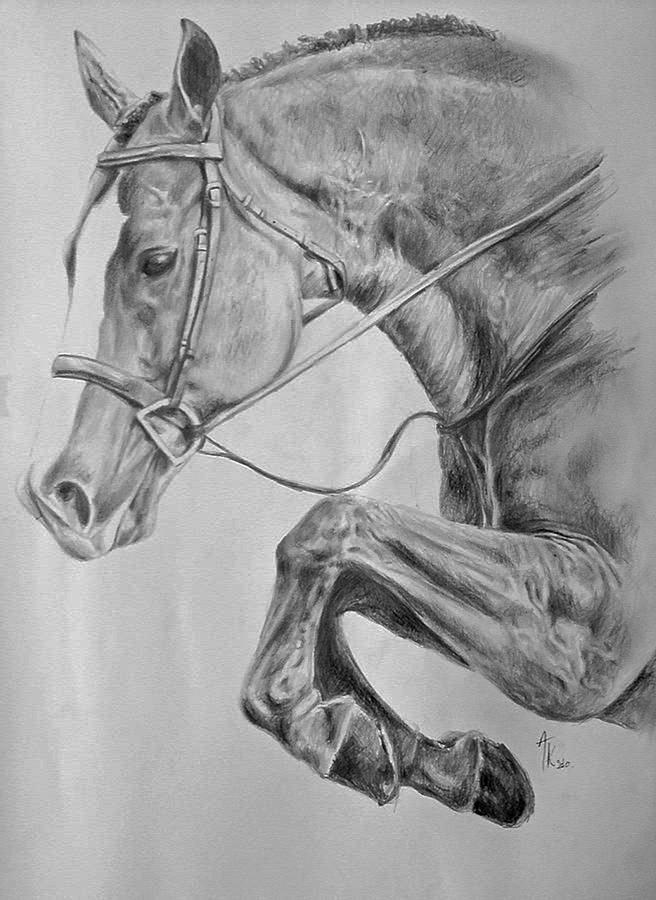 Horse Head Profile: Drawing Lesson 1 | Renee's blog