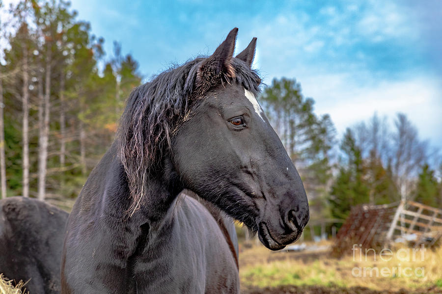 Horse Percheron Stallion -7548 Photograph by Norris Seward